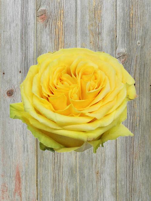 COUNTRY SUN  YELLOW GARDEN ROSE